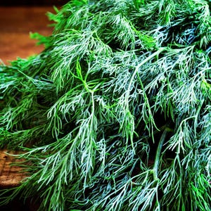 Bouquet Dill Seeds: Fragrant Herb Open Pollinated image 3