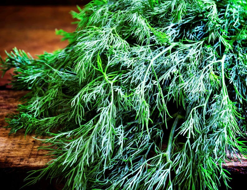 Bouquet Dill Seeds: Fragrant Herb Open Pollinated image 3