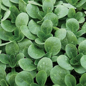 Corn Salad Seeds: Mâchè Greens Cold-Hardy, Non-GMO