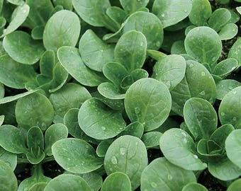 Corn Salad Seeds: Mâchè Greens Cold-Hardy, Non-GMO