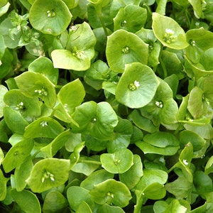 Winter Purslane, Miners Lettuce Seeds:   Gourmet Greens