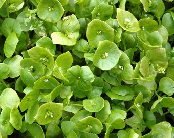 Miners Lettuce,   Winter Purslane,  Heirloom Garden Seeds  Greens Wood Elf Greens Indian Lettuce Open Pollinated Gardening Non-GMO