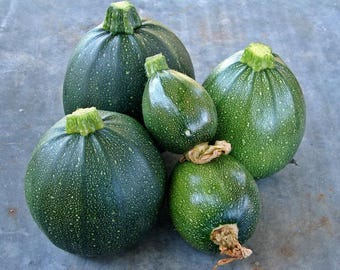 Tondo Di Piacenza Zucchini Seeds - Round Summer Squash Heirloom