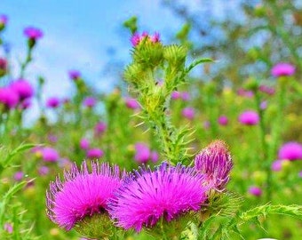 Milk Thistle,  Culinary & Medicinal Herbs,  Heirloom Garden Seeds Open Pollinated Container Gardening   Non-GMO