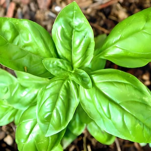 Genovese, Basil, Heirloom Seeds, Italian Gourmet Naturally Grown Open Pollinated Gardening Non-GMO