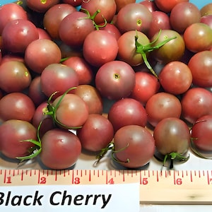 Black Cherry, Tomato, Heirloom Seeds, Grown to Organic Standards Open Pollinated Gardening Non-GMO