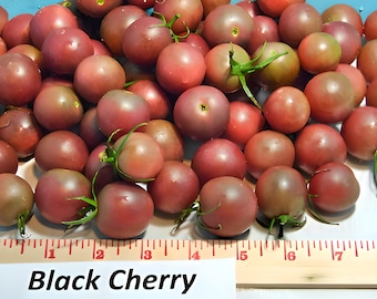 Black Cherry, Tomato, Heirloom Seeds, Grown to Organic Standards Open Pollinated Gardening Non-GMO