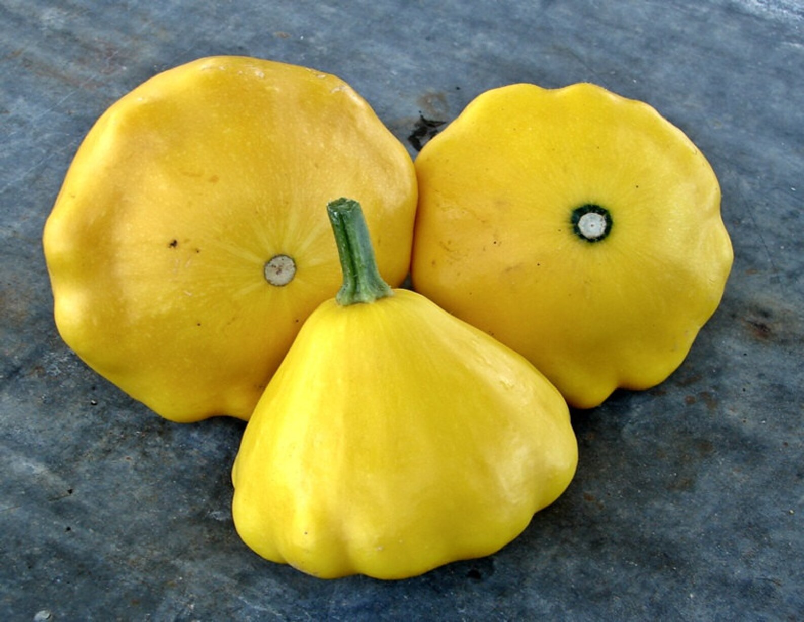 Yellow Scallop Summer Squash Heirloom Seeds Etsy