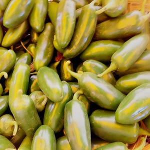 Jalapeno Chili,  Hot Pepper,   Heirloom Seeds,