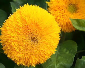Teddy Bear, Sunflower Seeds: Heirloom Dwarf Flower Non-GMO, Open-Pollinated