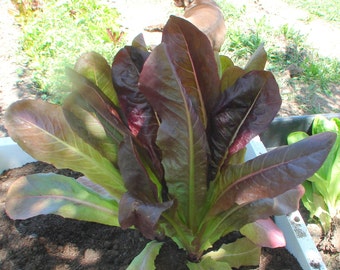 Cimmaron Romaine,  Lettuce,  Heirloom Garden Seeds    Garden Non-GMO