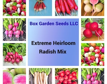Radish Seeds Mix: Heirloom Colorful Varieties Non-GMO, USA Grown, Sustainable Garden Seed Packet