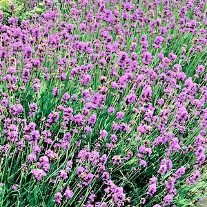 Lavender Munstead (English Lavender), Culinary & Medicinal Herbs, Heirloom Seeds, - Mosquito Repellent NonGMO