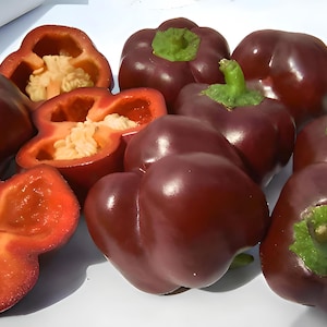 Chocolate Bell Pepper Seeds: Heirloom, Open Pollinated, Non-GMO