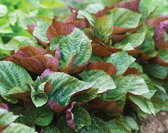 Britton Bi-Color Shiso Seeds: Minty Basil Herb