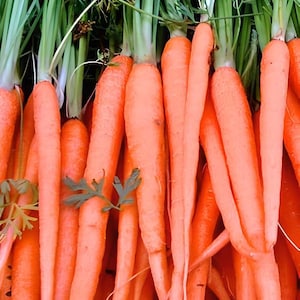 Tendersweet, Carrot, Heirloom Seeds, Open Pollinated Container Gardening Vegetable Garden Non-GMO