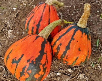 Lakota Winter Squash Seeds: Heirloom  Non-GMO Open Pollinated