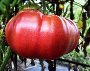 Dutchman, Tomato,  Heirloom Garden Seeds   Open Pollinated   Grown to Organic Standards    Gardening