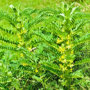 Astragalus (Huang Qi),   Culinary & Medicinal  Herbs,  Heirloom Seeds,   Chinese Medicine   Rare