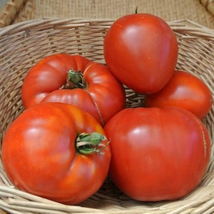 Jory Tomato Seeds: Heirloom, Open Pollinated, Non-GMO