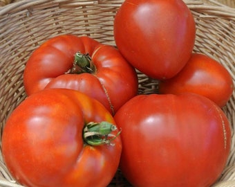 Jory,  Tomato,   Heirloom Garden Seeds   Open Pollinated   Container Gardening   Vegetable Seeds   Garden Seeds   Non-GMO