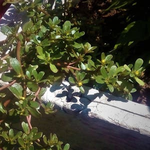 Green Purslane,  Purslane    Heirloom Garden Seeds   Native Greens    Medicinal & Culinary   GMO Free Open Pollinated   Garden Seeds Non-GMO