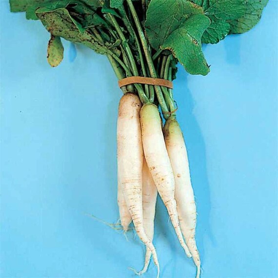 Tokinashi All Season, Daikon Radish, Heirloom Seeds Tokinashi All Season, Daikon Radish, Heirloom Seeds