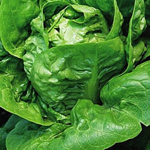 Little Gem, Lettuce, Heirloom Seeds, Best-Tasting Micro Greens Gardening Non-GMO