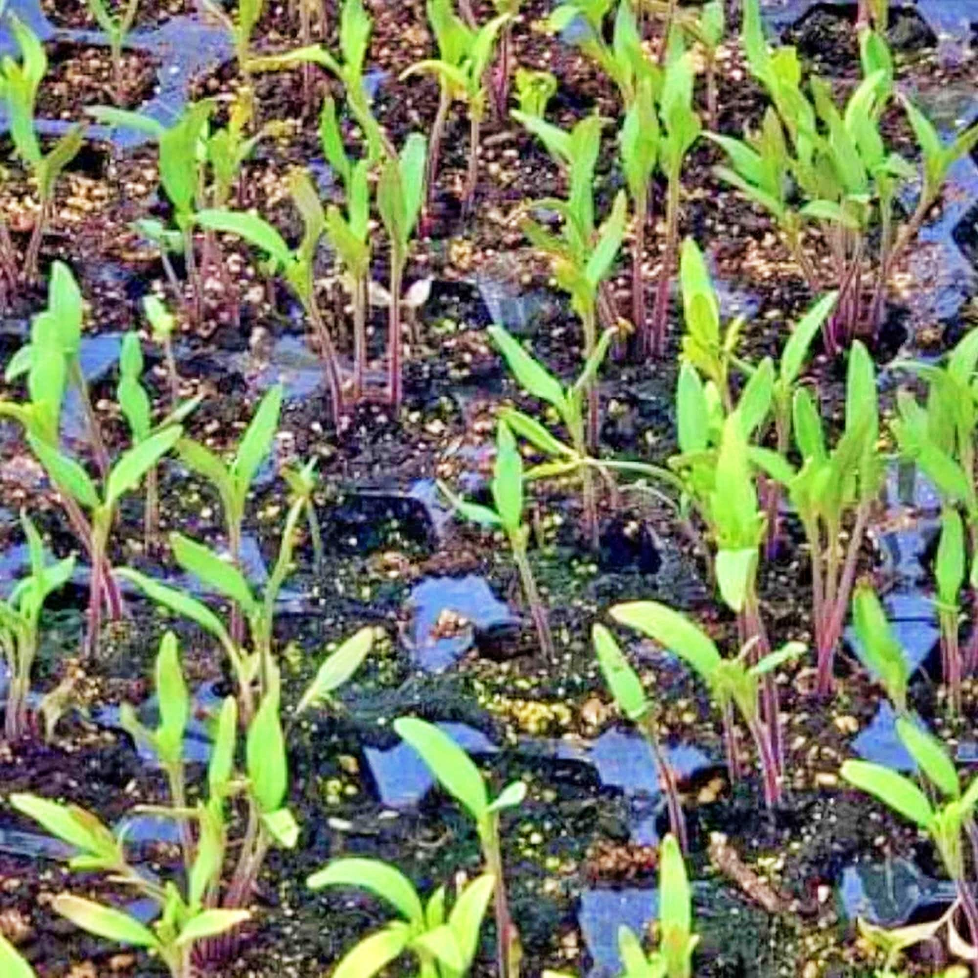 Pink Brandywine, Tomato, Heirloom Garden Seeds Open Pollinated