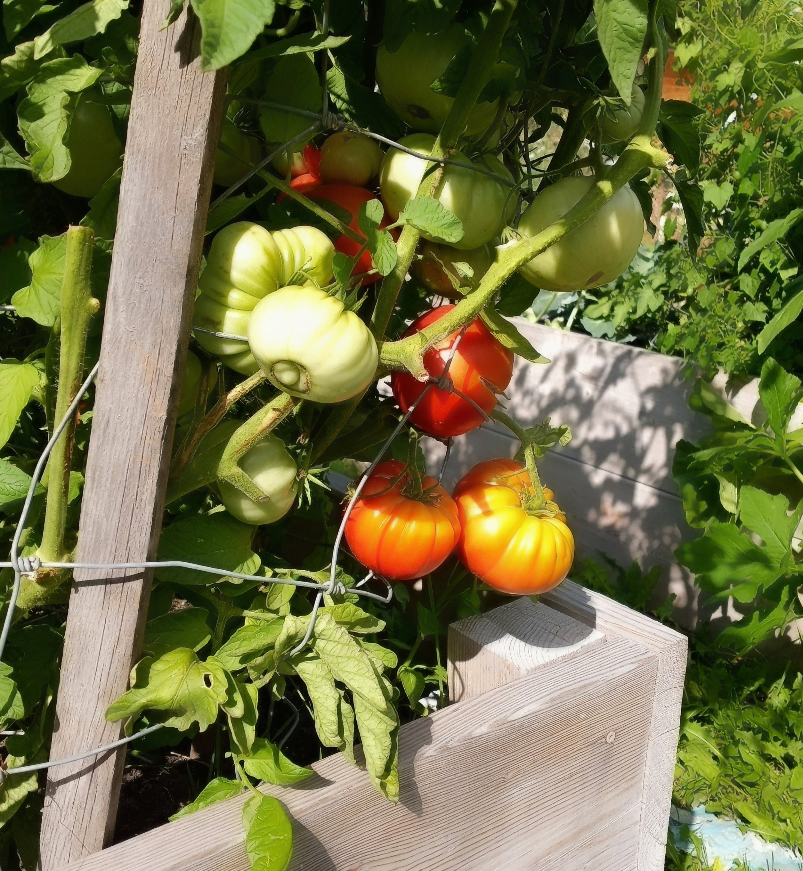 Pink Brandywine, Tomato, Heirloom Garden Seeds Open Pollinated