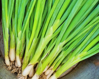 Evergreen Hardy White Bunching  Onion    Heirloom Garden Seeds  Open Pollinated Vegetable Seeds Non-GMO