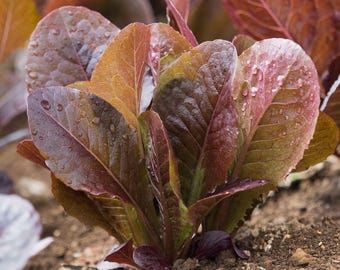 Red Romaine, Lettuce Seeds: Heirloom, Colorful Leaves (Non-GMO)