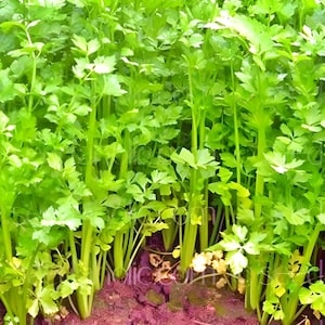 Nan Ling Leaf Celery Seeds: Variety, Non-GMO image 2
