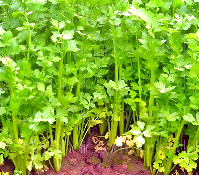 Nan Ling Leaf Celery Seeds: Variety, Non-GMO image 2