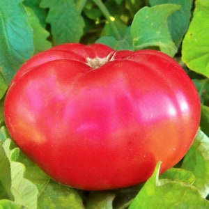 Giant Pink Belgium Tomato Seeds: Heirloom Beefsteak, Open Pollinated