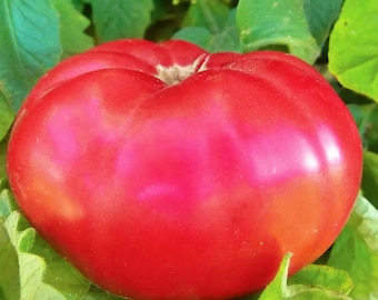 Giant Pink Belgium, Tomato,  Heirloom Garden Seeds  Large Pink Beefsteak Organic Standards Open Pollinated  Gardening  Non-GMO