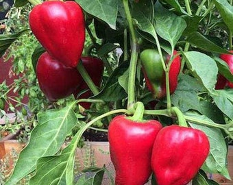 Pimento L,  Heirloom Sweet Pepper Seeds  Open Pollinated   Container Gardening   Vegetable Seeds   Non-GMO