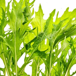 Mizuna Lime Streaks,   Mustard,   Heirloom Seeds,  Salad Greens   Open Pollinated   Container Garden   Non-GMO