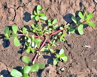 Green Purslane Seeds: Heirloom Non-GMO Culinary Garden Greens