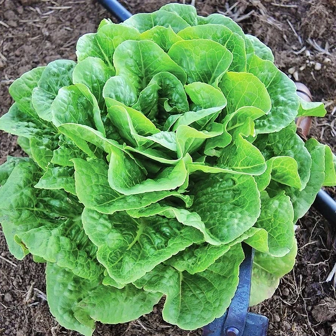 Winter Density, Lettuce, Heirloom Garden Seeds Vegetable Gardening ...