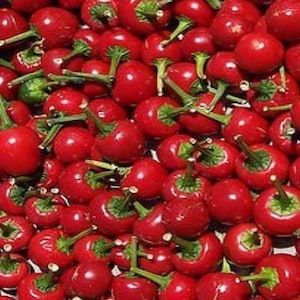 Cherry Bomb Hot Pepper Seeds: Heirloom, Non-GMO