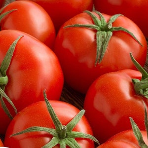 Campbell 33, Tomato, Heirloom Seeds, Rare Naturally Grown Open Pollinated Non-GMO