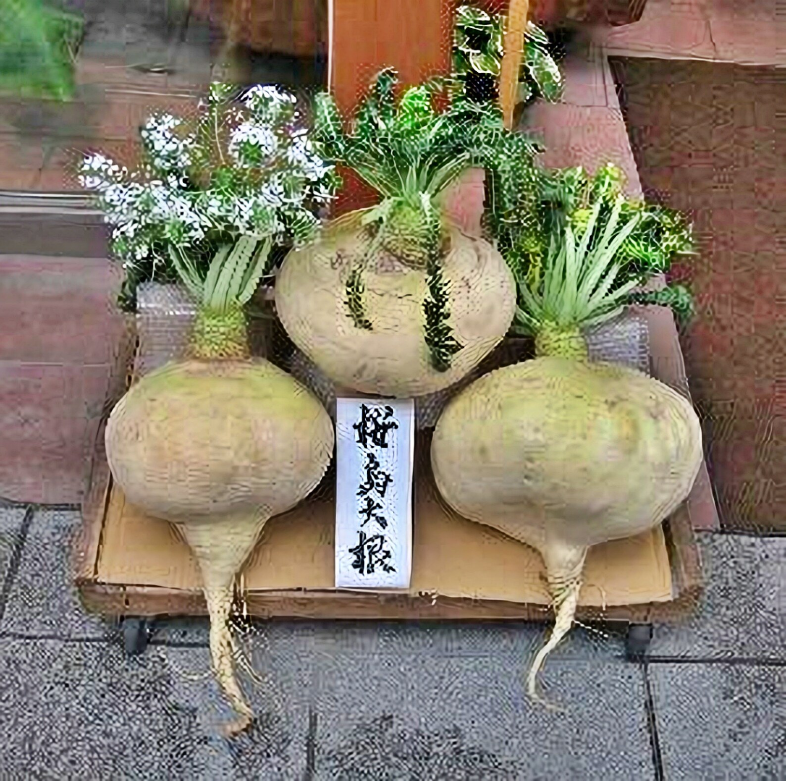 Sakurajima Giant Radish Seeds / NonGMO Open Pollinated Etsy