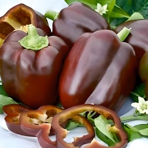 Chocolate Beauty,   Sweet Bell Pepper,   Heirloom Seeds,    Open Pollinated   Vegetable Seeds   Non-GMO