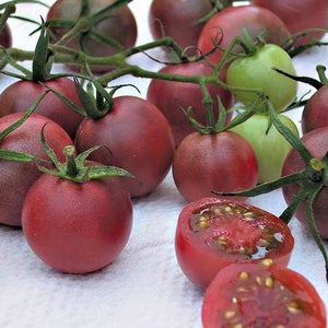 Chocolate Cherry, Tomato, Heirloom Seeds, Sweet Early Grown to Organic Standards Open Pollinated Gardening Non-GMO