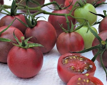 Chocolate Cherry, Tomato,  Heirloom Garden Seeds   Sweet Early   Grown to Organic Standards   Open Pollinated  Gardening Non-GMO