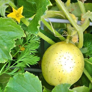 Lemon,  Cucumber,  Heirloom Seeds,  Vegetable Seeds  Non-GMO