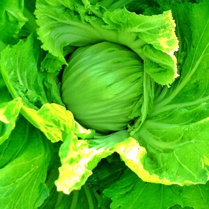 Kekkyu Takana,  Mustard,   Heirloom Seeds,  Salad Greens   Open Pollinated   Container Garden   Non-GMO