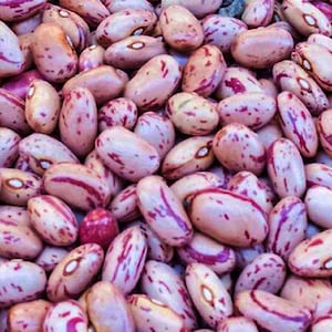 Dwarf Horticulture Taylor,  Dry Bush Beans,  Heirloom Seeds,  Speckled Bay   Open Pollinated  Vegetable Garden Seeds   Non-GMO