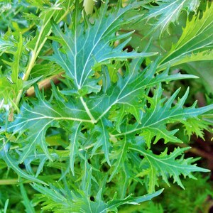 Mizuna,  Mustard,    Heirloom Seeds,  Salad Greens   Open Pollinated   Container Garden   Non-GMO